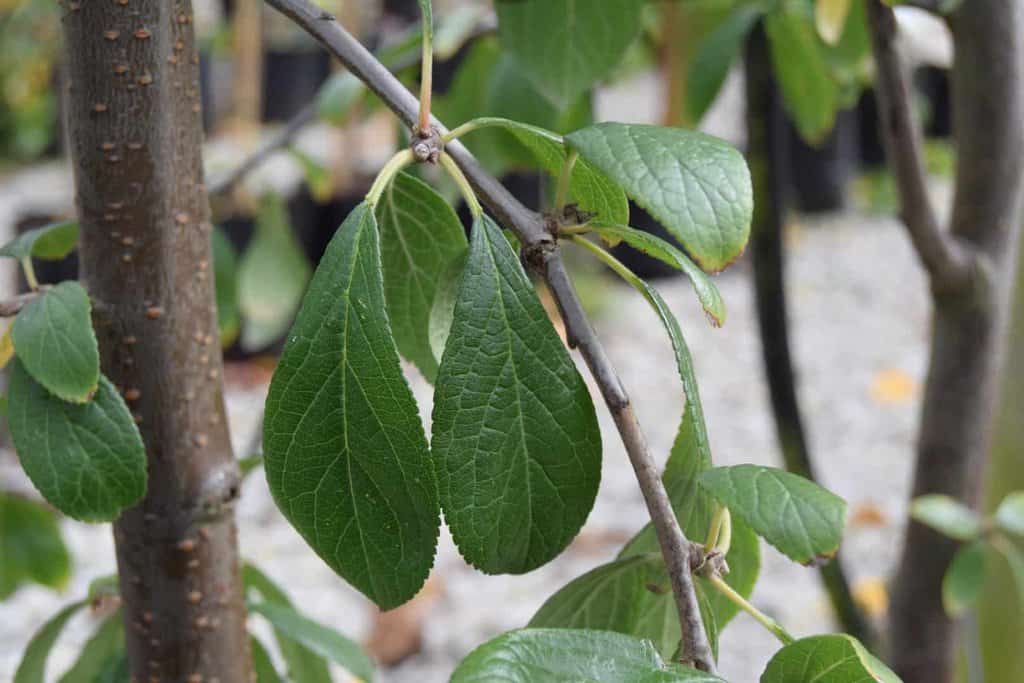 Prunus domestica 'Victoria' ---